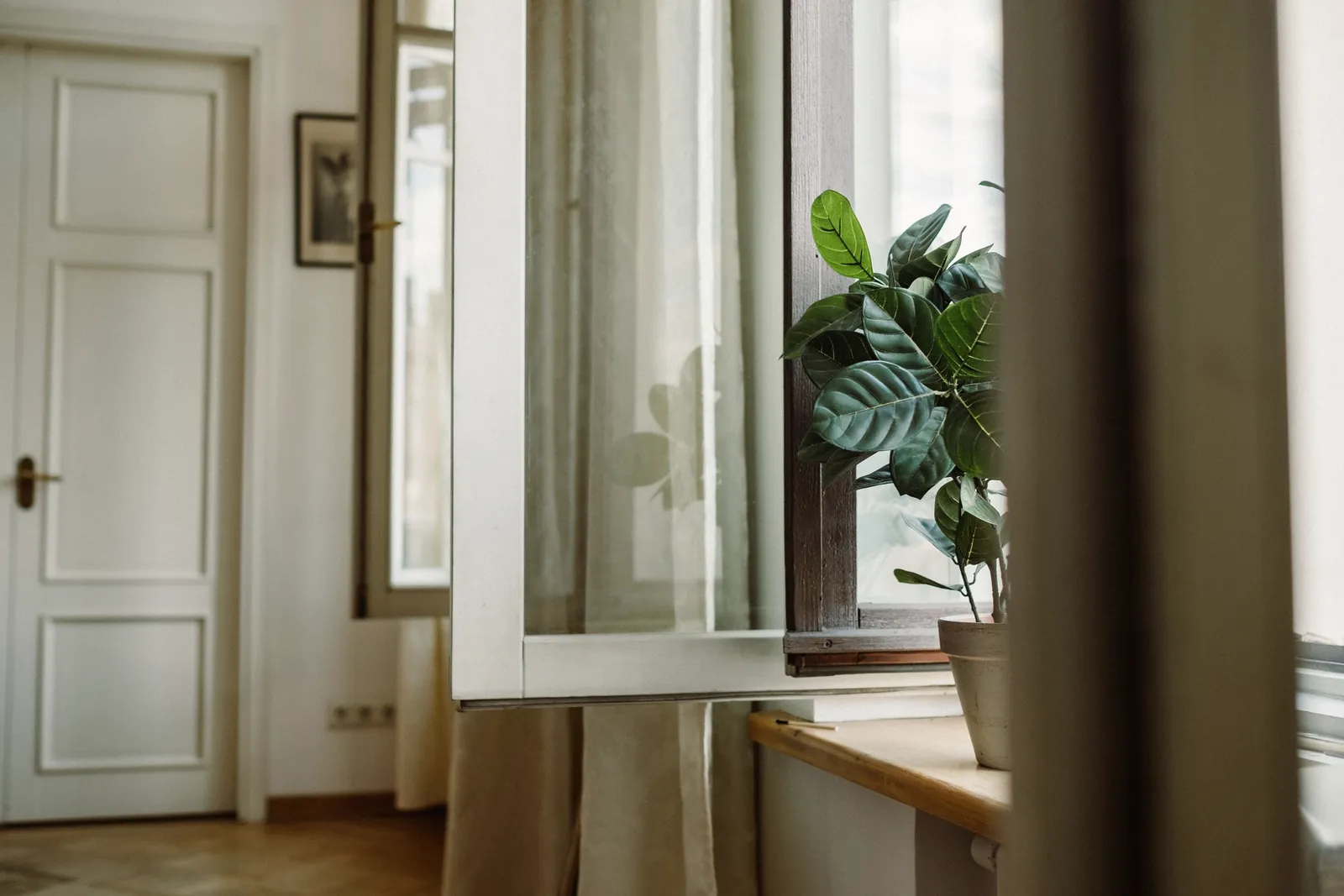 Una planta frondosa junto a una ventana abierta con cortinas livianas que se mueven.